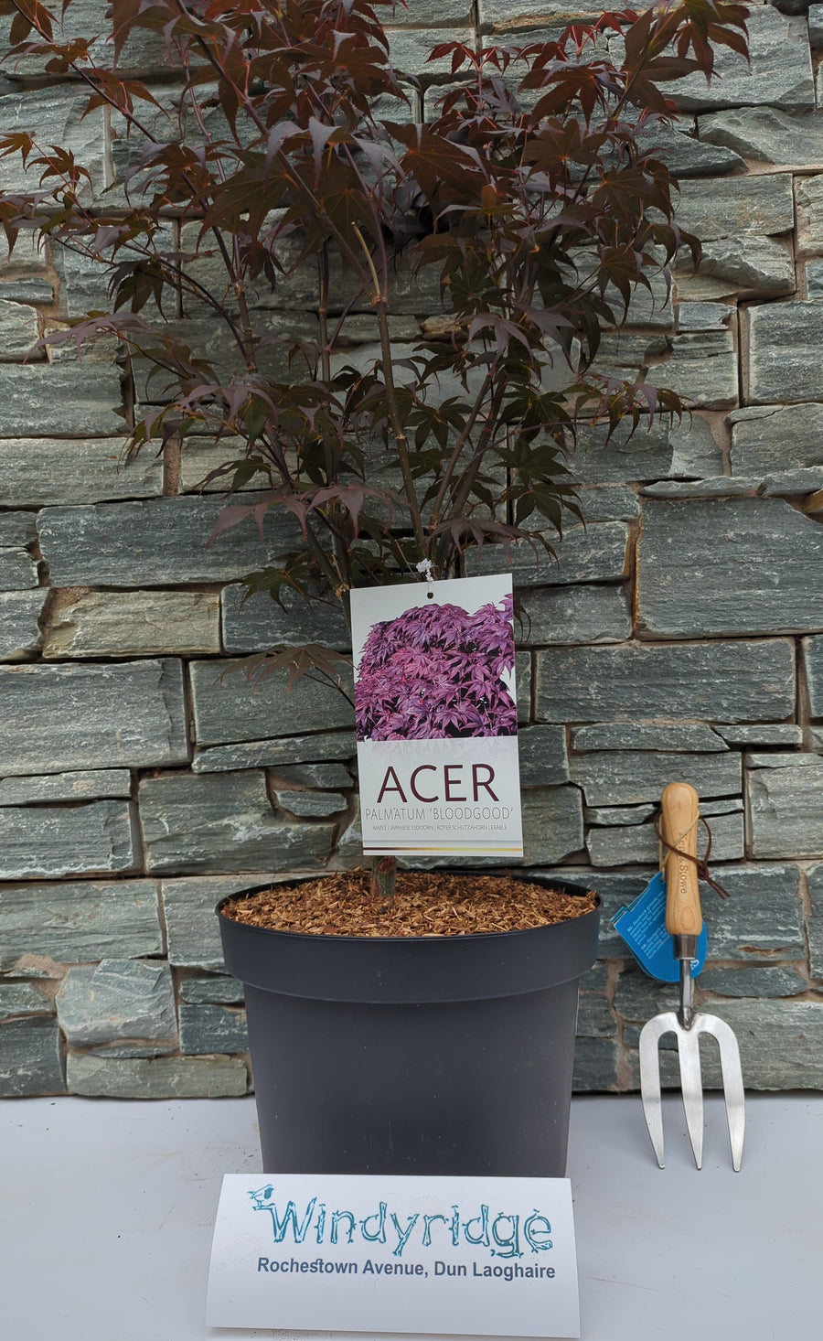 Acer Palmatum Bloodgood 10 Ltr Pot - Trees - Windyridge Garden Centre