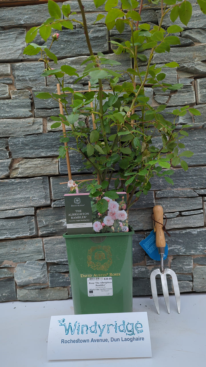 Rosa The Albrighton Rambler 6L