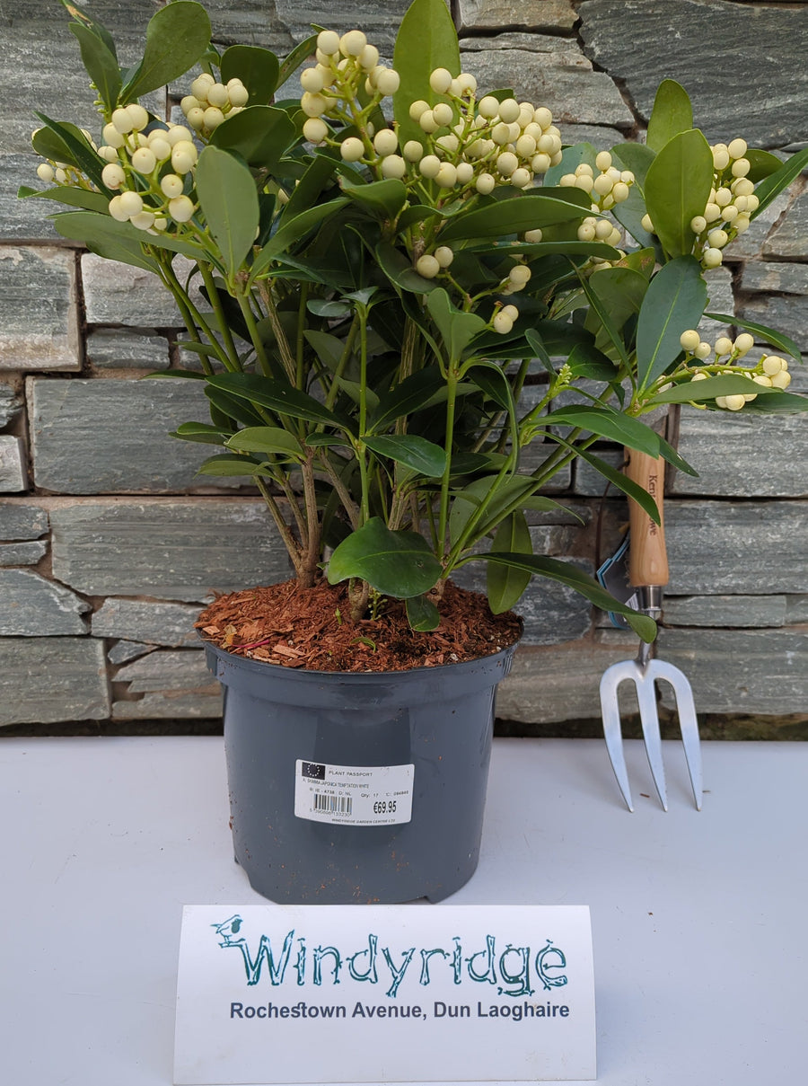 Skimmia Japonica Temptation White - Shrubs - Windyridge Garden Centre