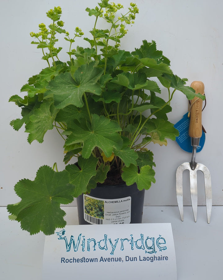 ALCHEMILLA mollis