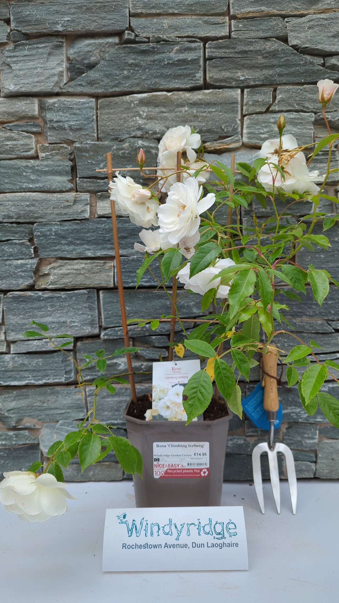 Rosa Climbing Iceberg 4.5L