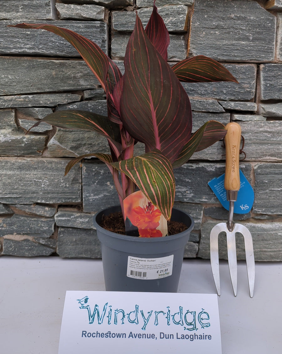 Canna (Island) Durban - Herbaceous - Windyridge Garden Centre