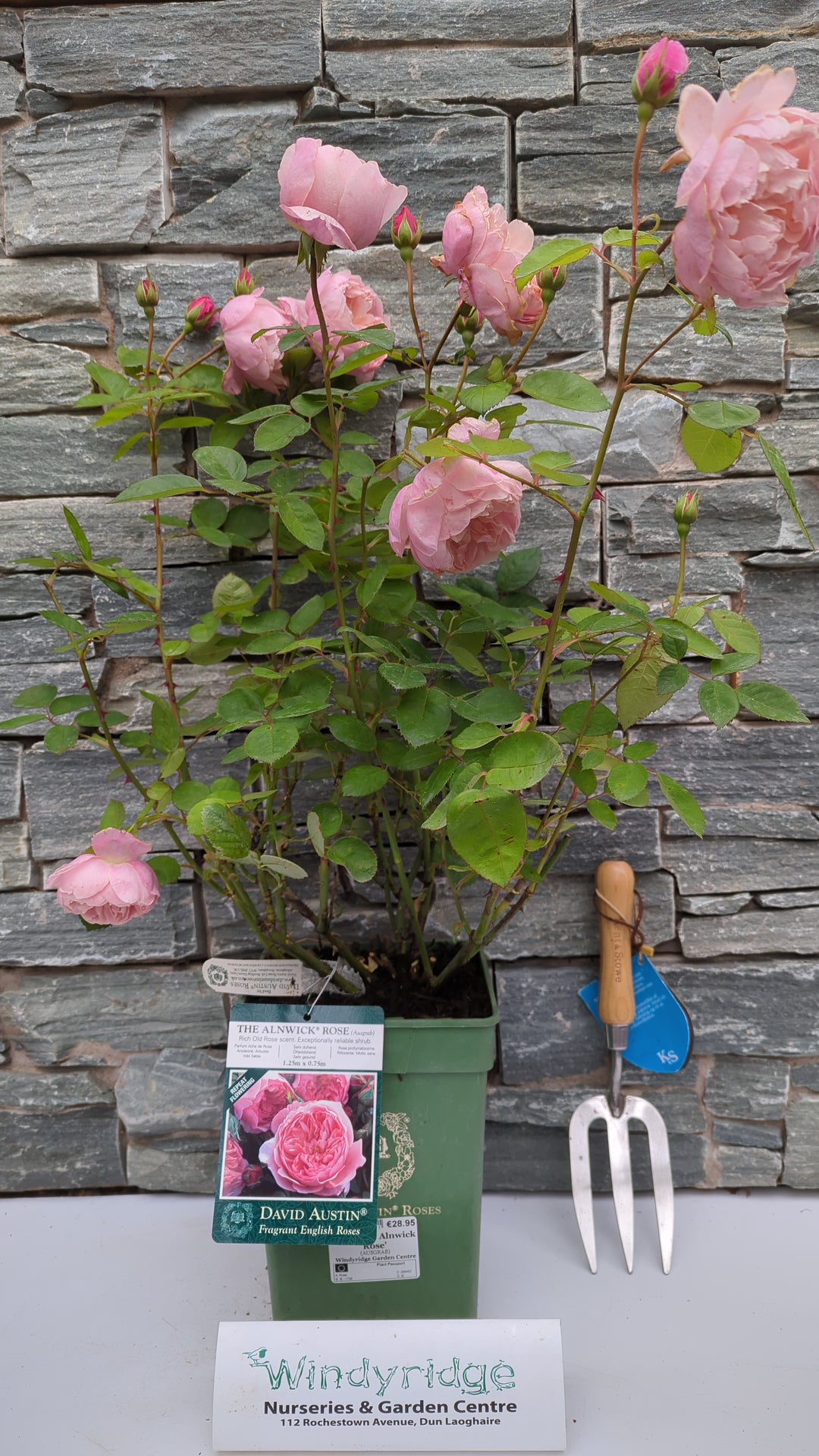 David Austin Rosa The Alnwick Rose - Roses - Windyridge Garden Centre