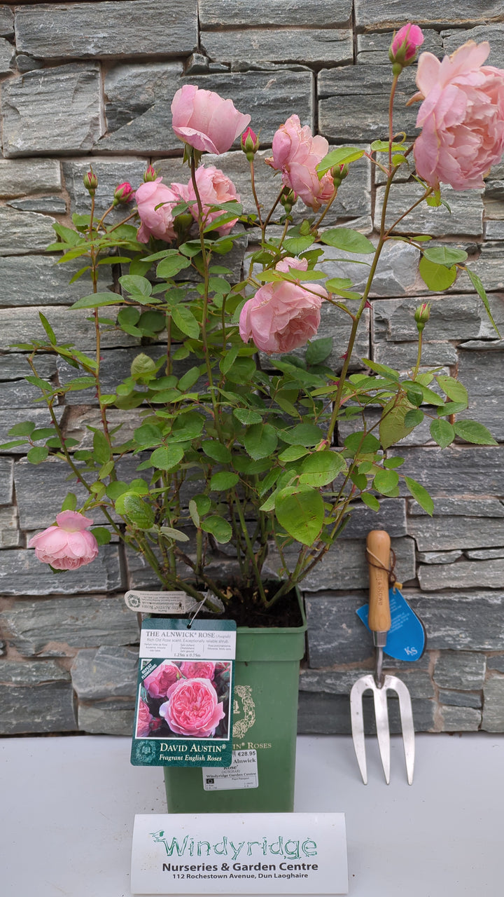 David Austin Rosa The Alnwick Rose - Roses - Windyridge Garden Centre
