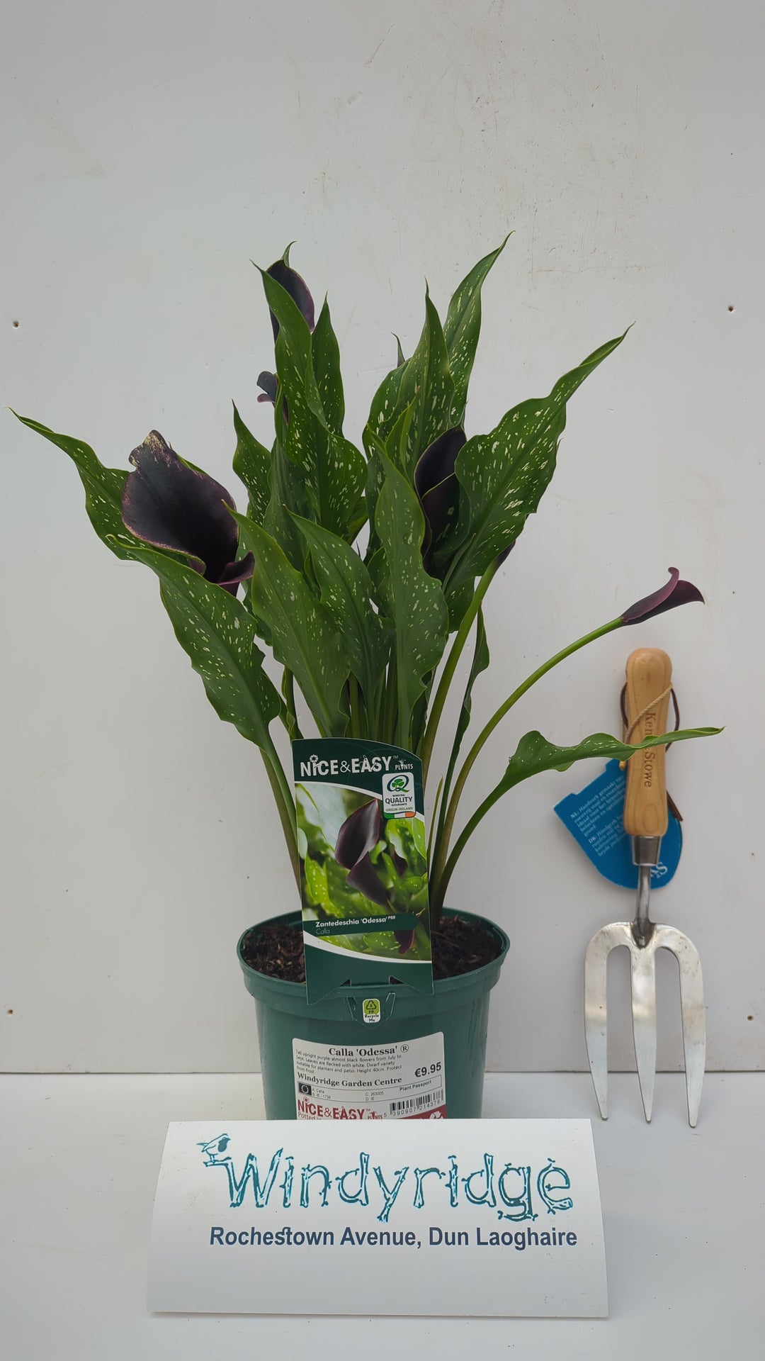 Calla Odessa