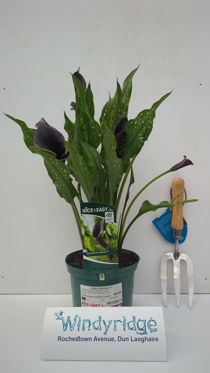 Calla Odessa
