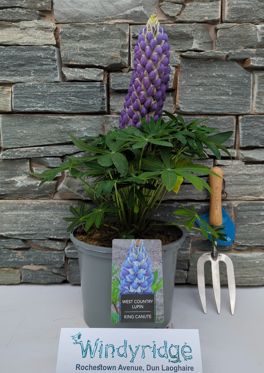 Lupin WC King Canute 5 Ltr