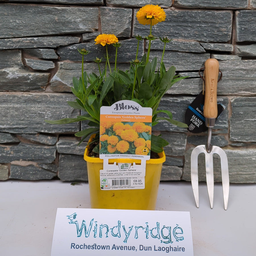 Coreopsis Golden Sphere - Herbaceous - Windyridge Garden Centre