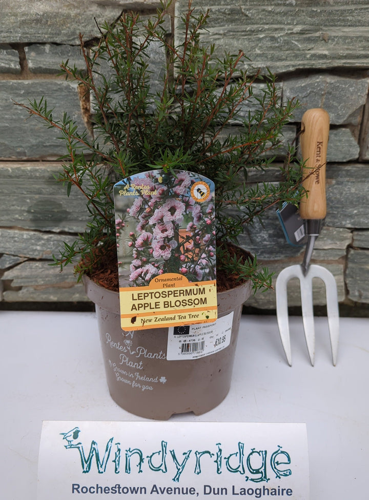 LEPTOSPERMUM S. APPLE BLOSSOM