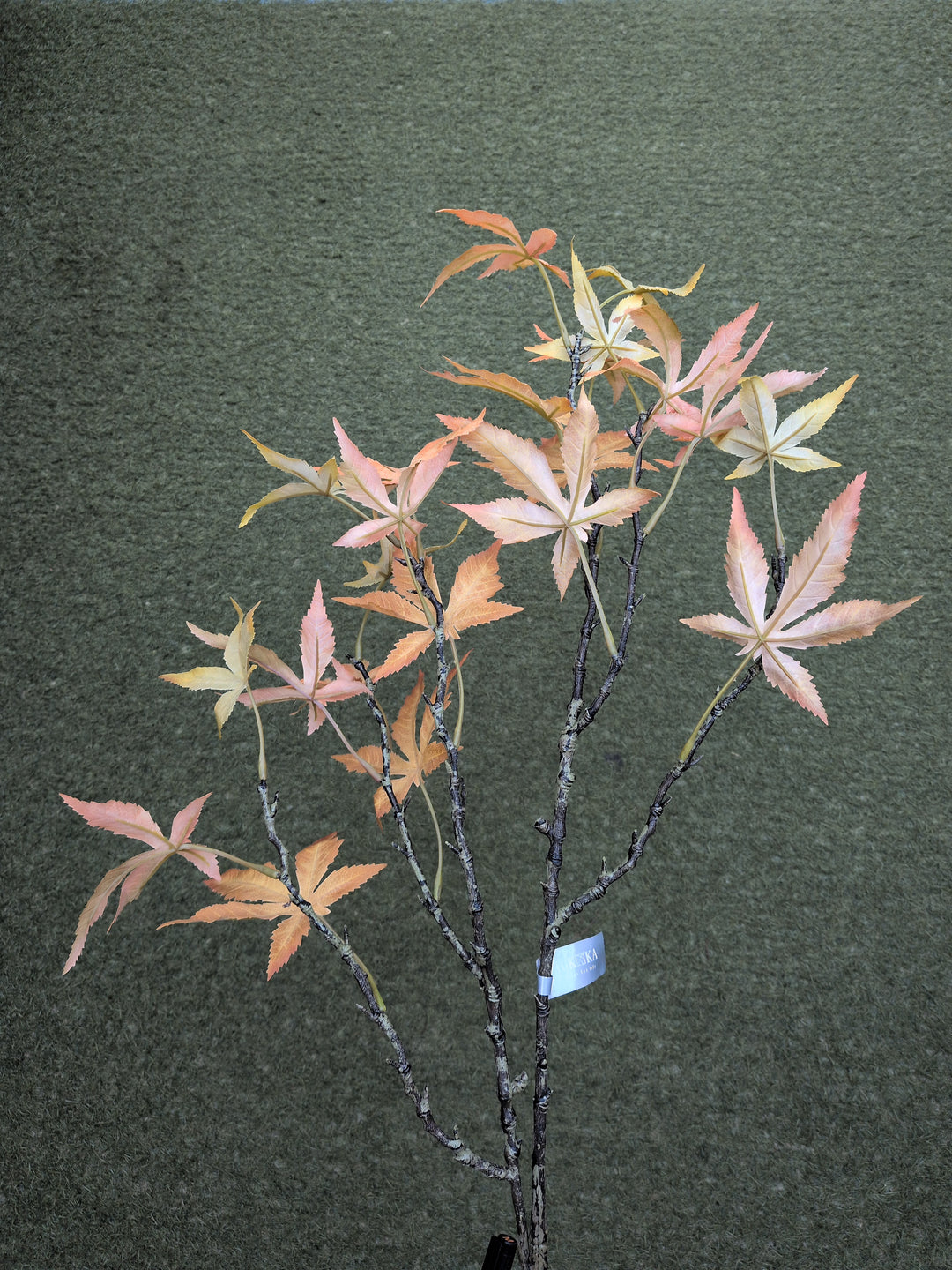 MAPLE SPRAY YELLOW 110 cm