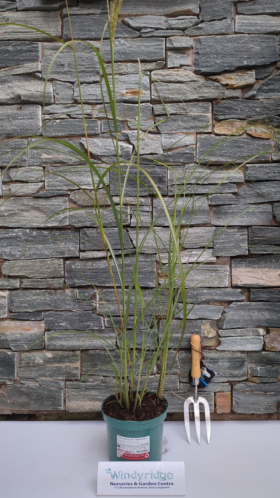 Miscanthus Sin. Silberfeder - Herbaceous - Windyridge Garden Centre