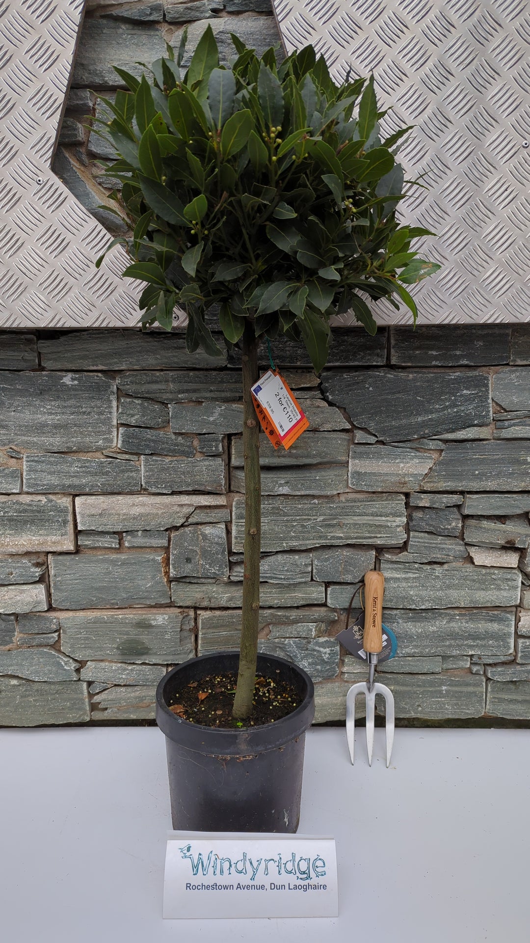Laurus Nobilis  1/4 Stem 35/40 P20