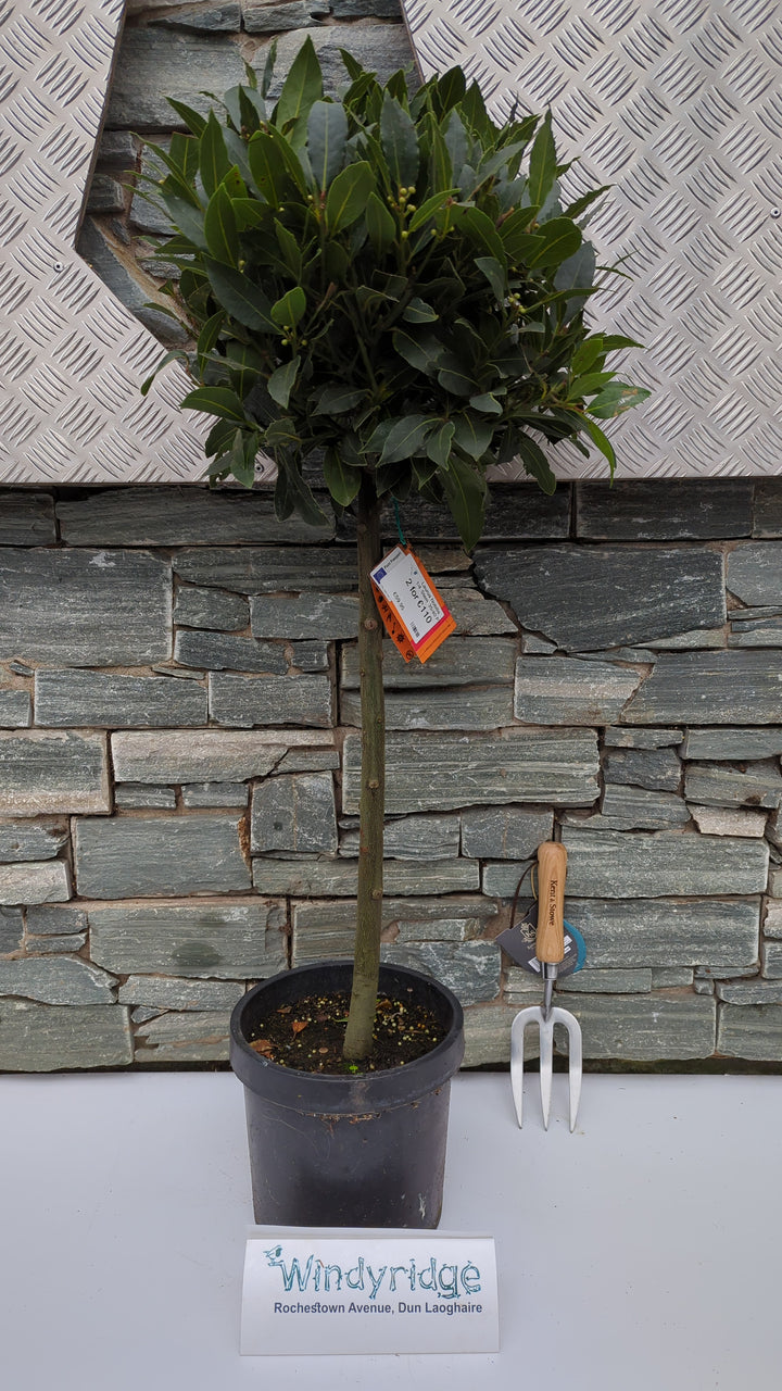 Laurus Nobilis  1/4 Stem 35/40 P20