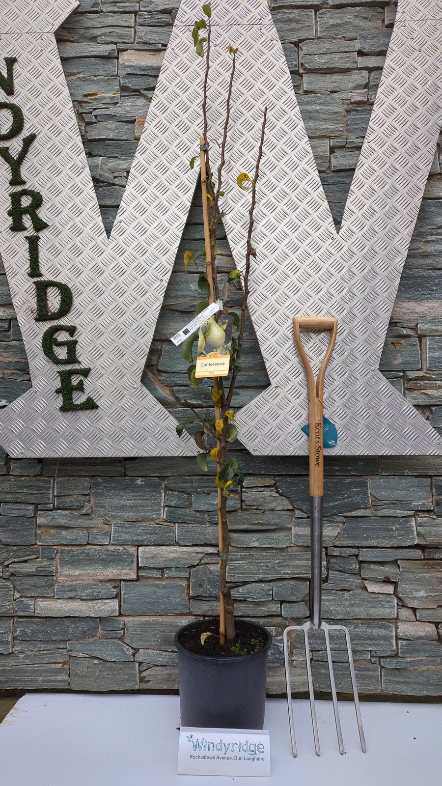 Pear Conferance - Trees - Windyridge Garden Centre