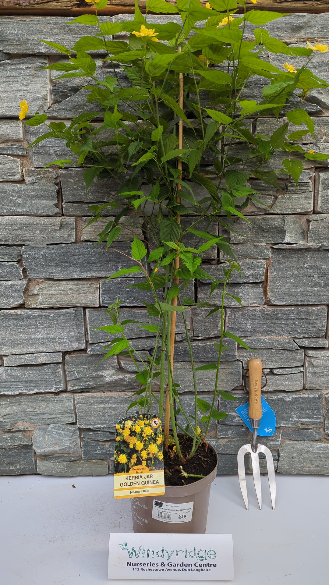 KERRIA JAPONICA GOLDEN GUINEA