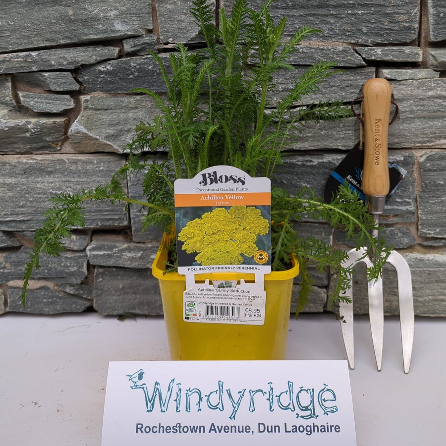 Achillea Sunny Seduction 2Lt Pot - Herbaceous - Windyridge Garden Centre