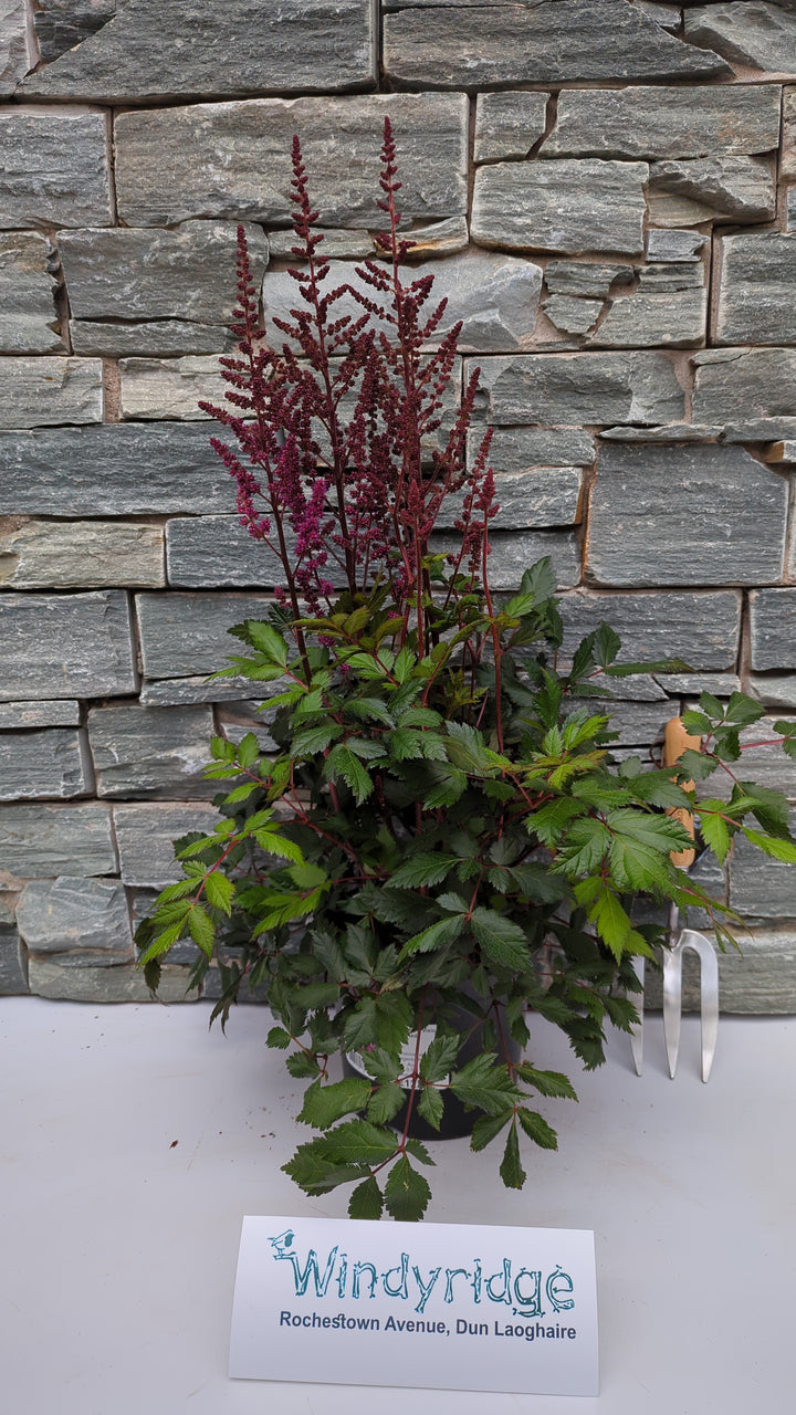 ASTILBE chin. Vision in Red 3L