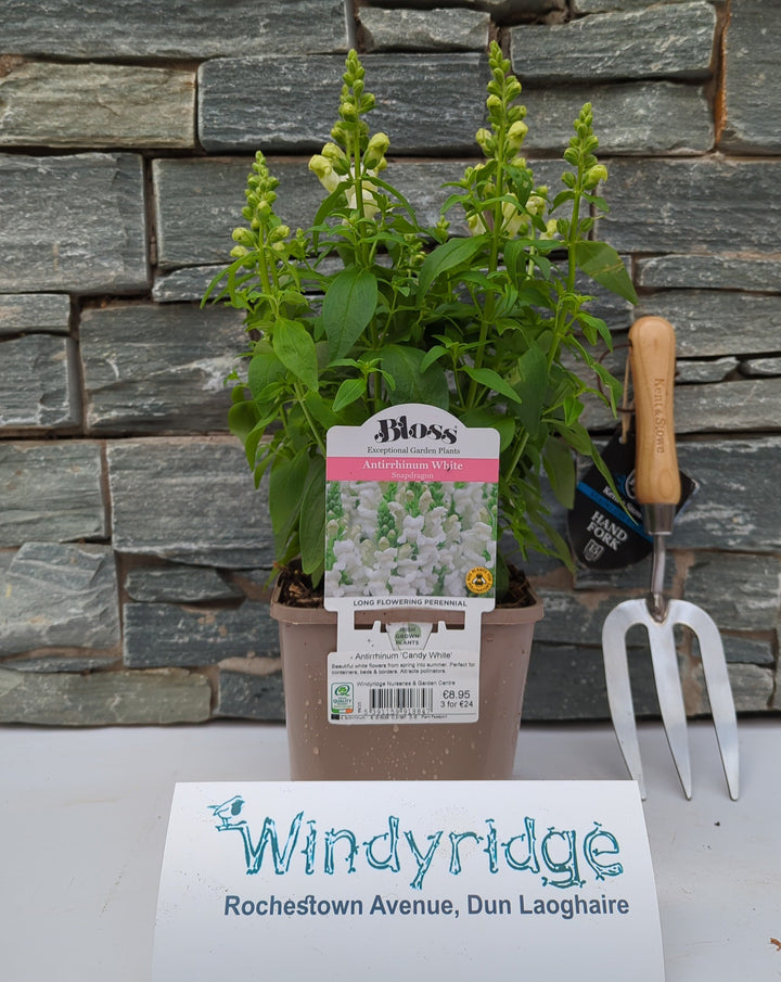 Antirrhinum Candy White
