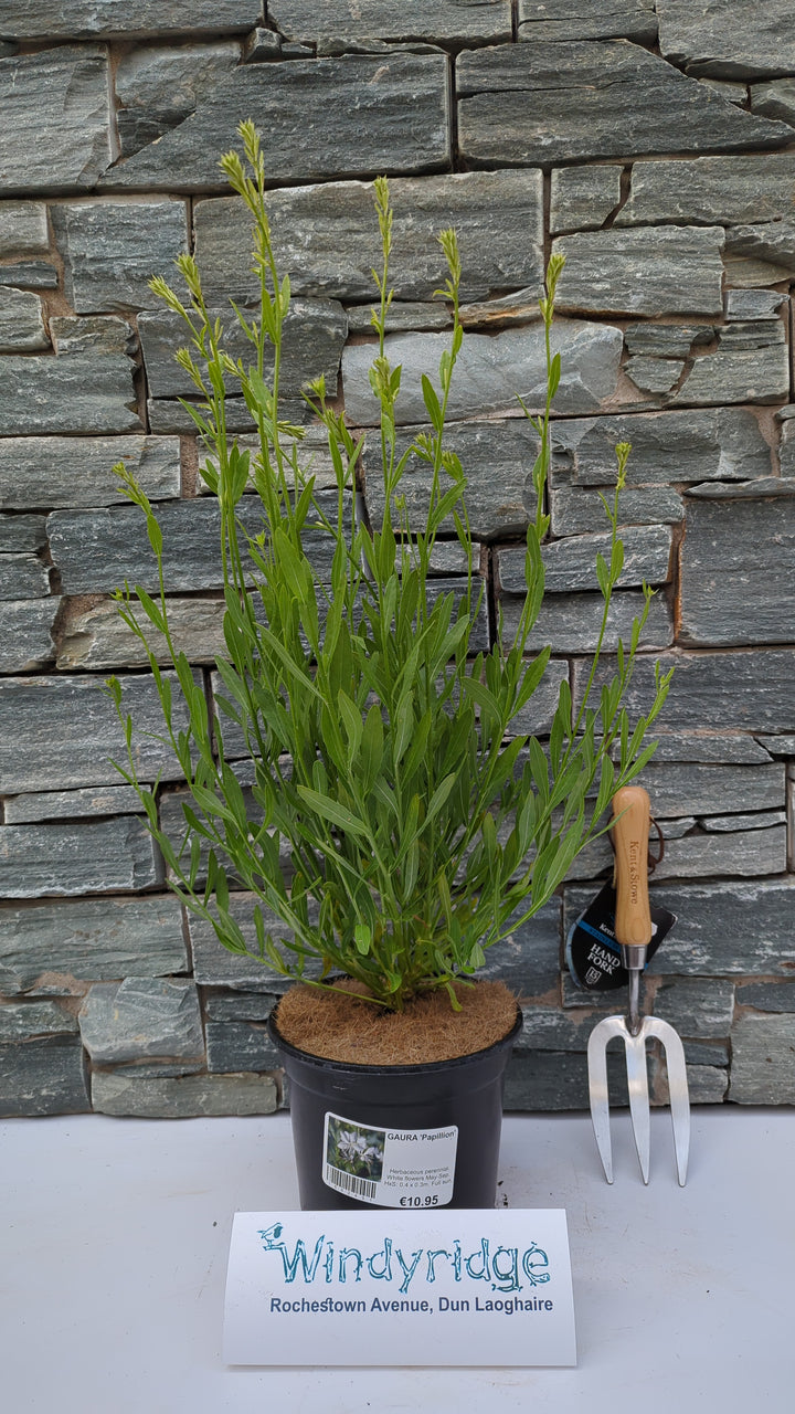 GAURA Papillion 3Ltr Pot