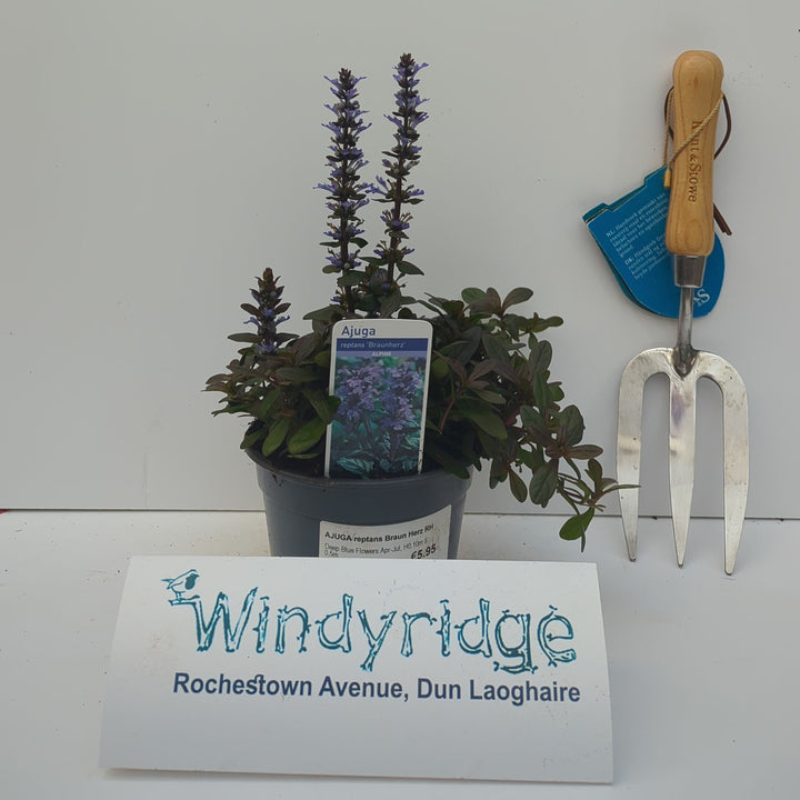 AJUGA reptans Braun Herz RH