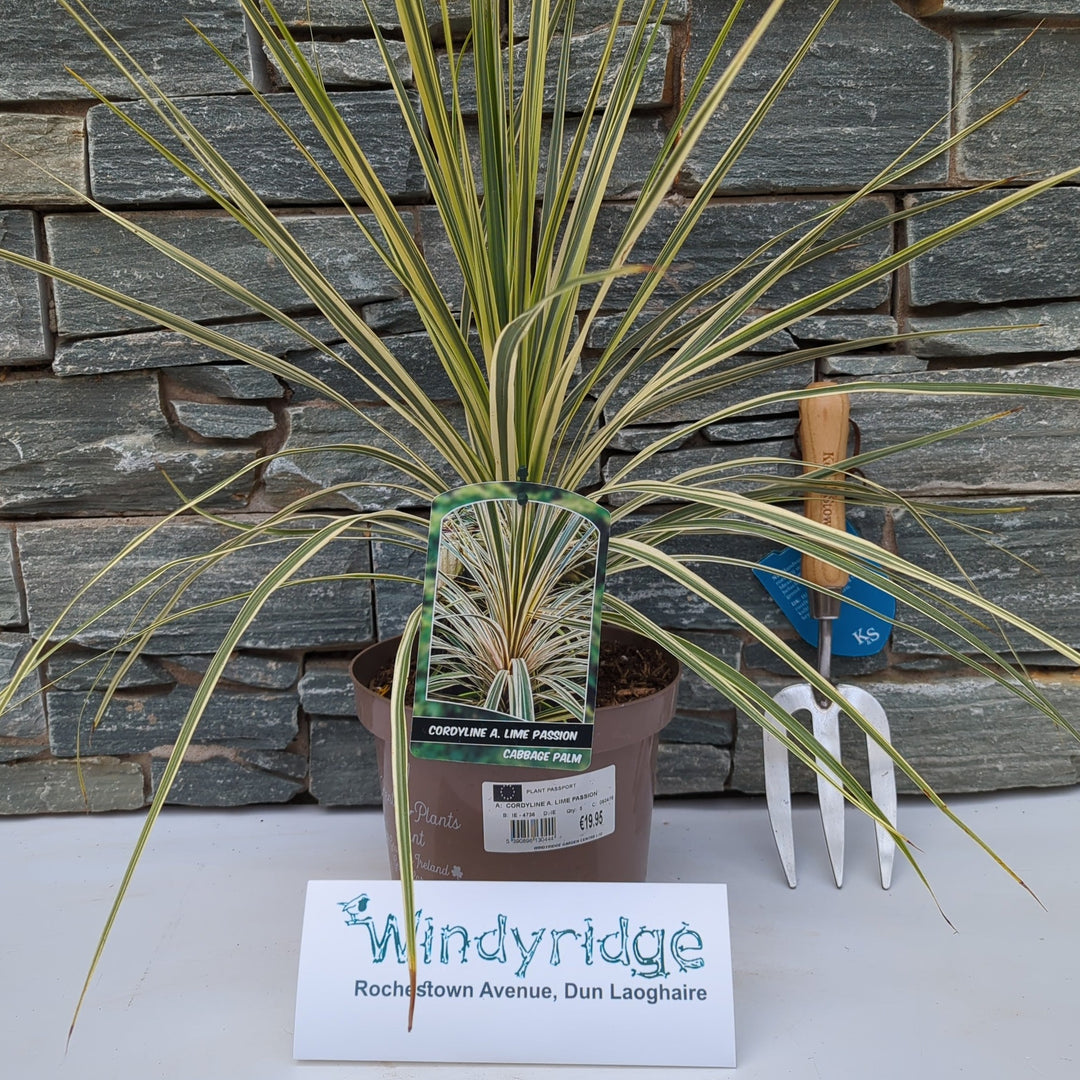 CORDYLINE A. LIME PASSION