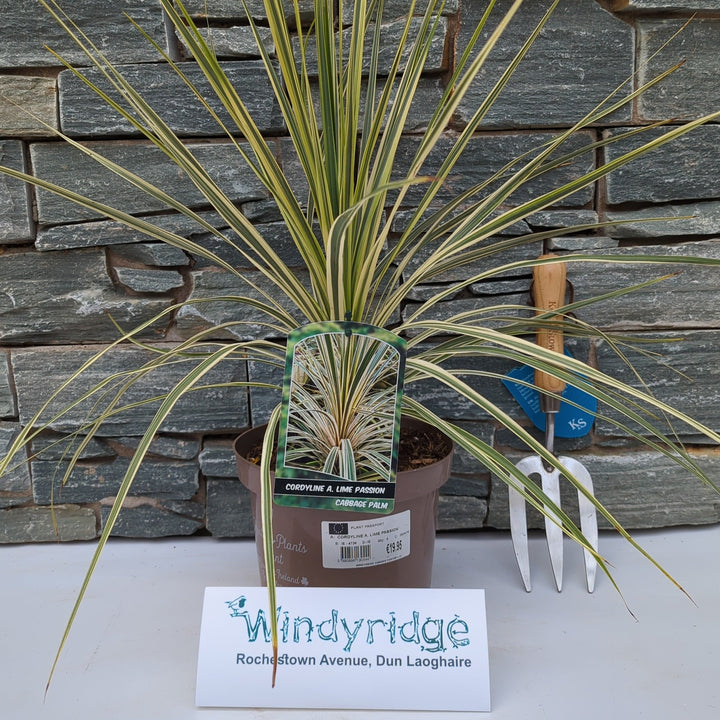 CORDYLINE A. LIME PASSION