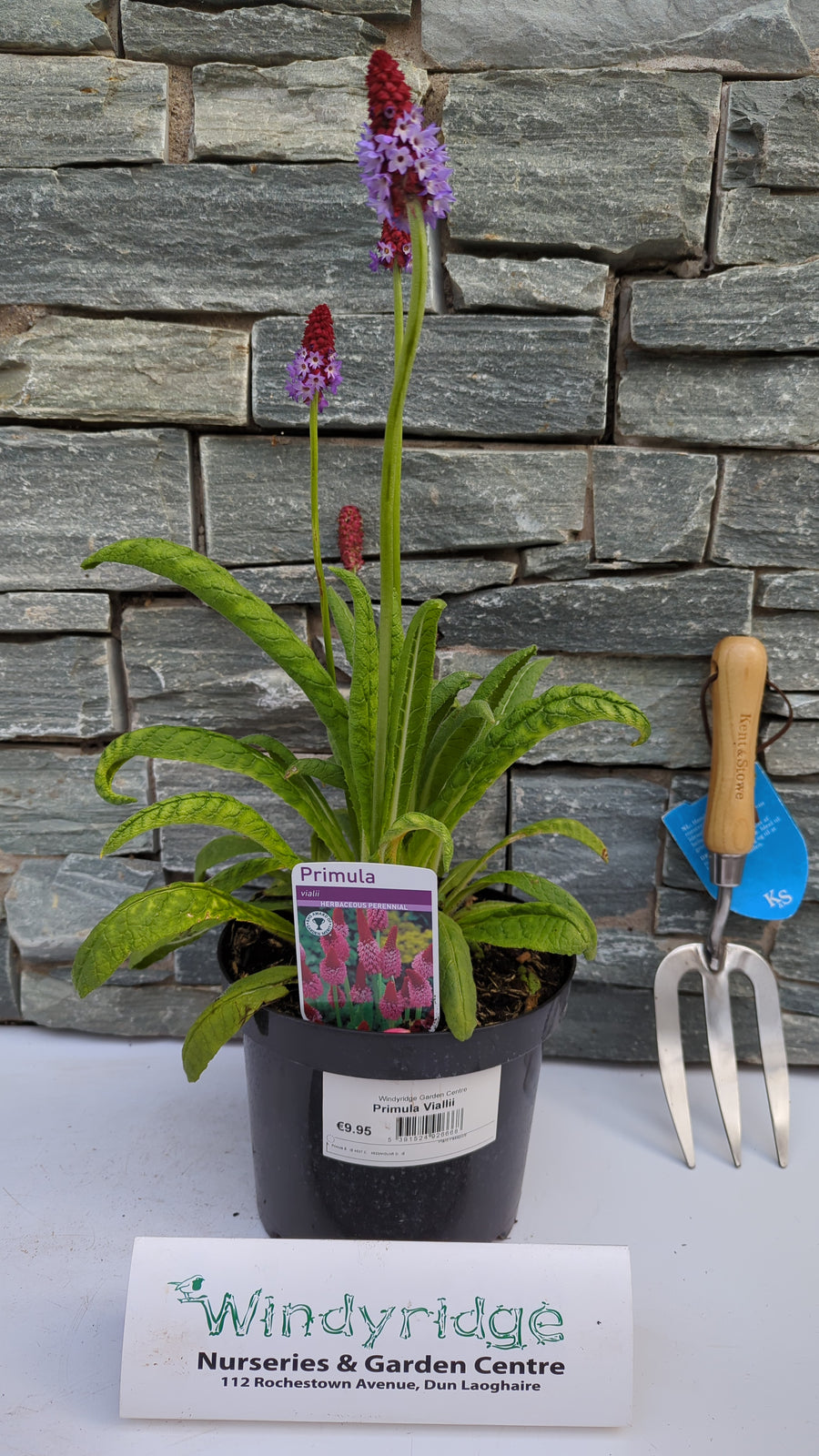 Primula Viallii - Herbaceous - Windyridge Garden Centre