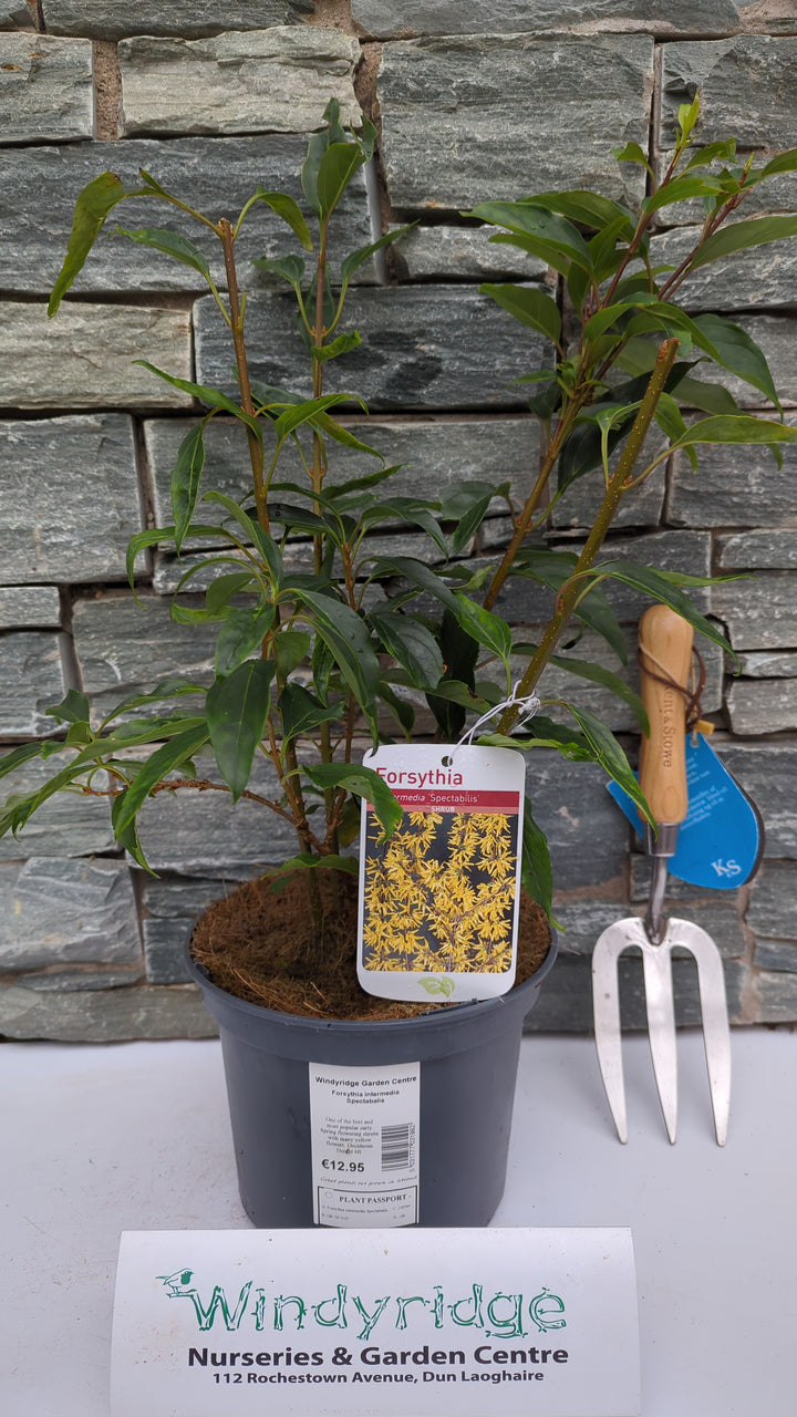 Forsythia intermedia Spectabalis