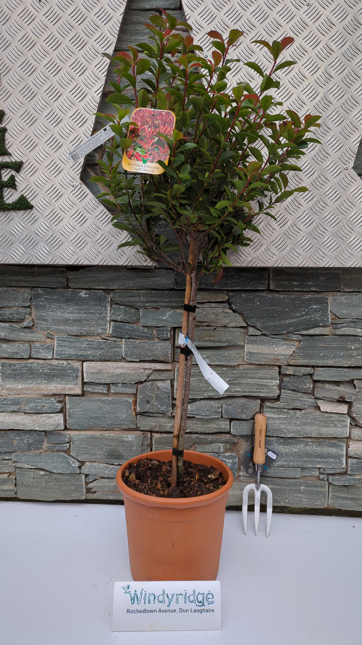 PHOTINIA Carre Rouge   Mini std  LV9