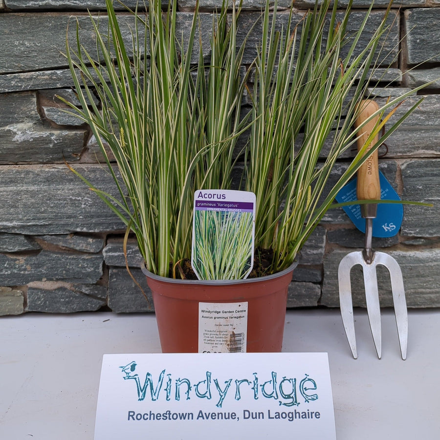 Acorus Graminus Variegatus - Herbaceous - Windyridge Garden Centre