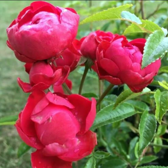 Rosa Mothers Day