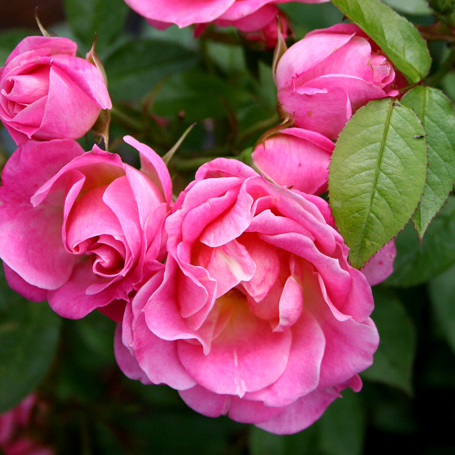 ROSA-CAREFREE-DAYS-Flower