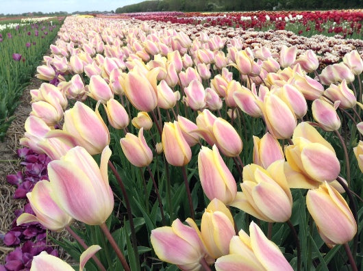 TULIP ROYAL CELEBRATION 7