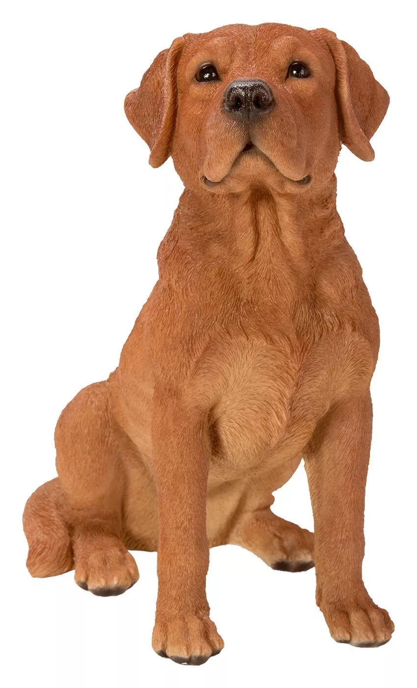 RL Fox Red Labrador B