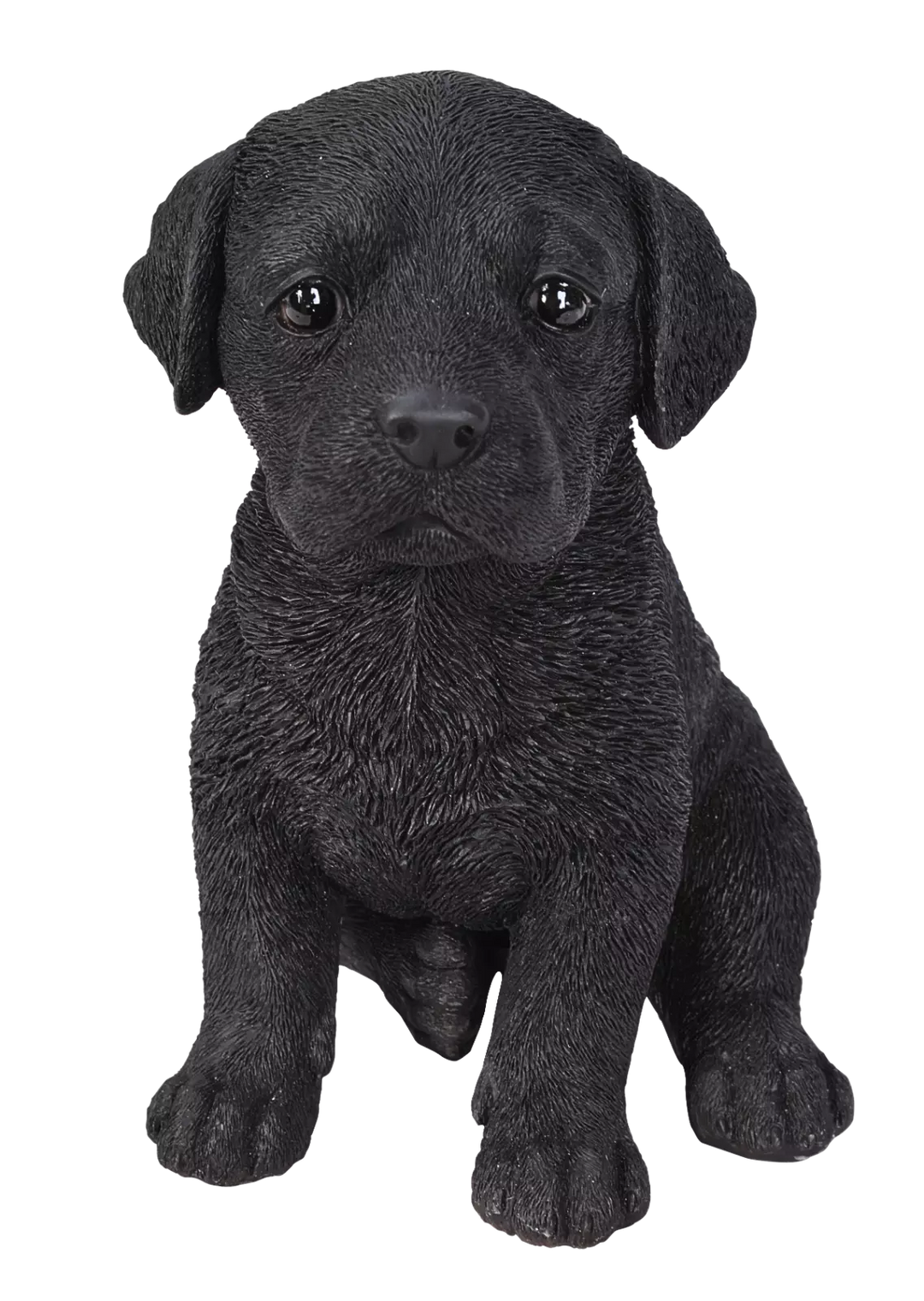 PP Black Labrador Pup F