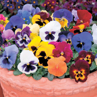 Pansy Swiss Giant Mix - Seed Packets - Windyridge Garden Centre