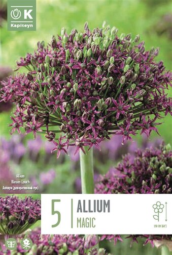 ALLIUM MAGIC X 5