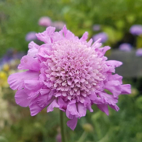 Scabiosa Cauc. 'Pink Mist' - Herbaceous - Windyridge Garden Centre