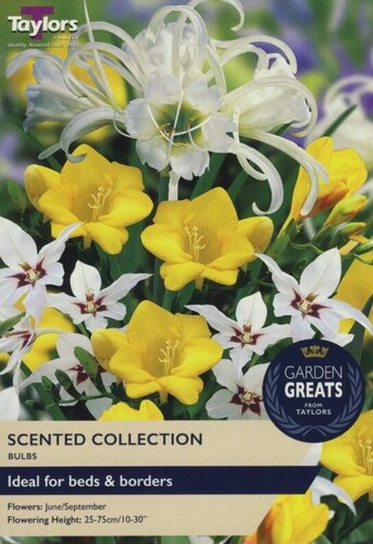 SCENTED COLLECTION 50