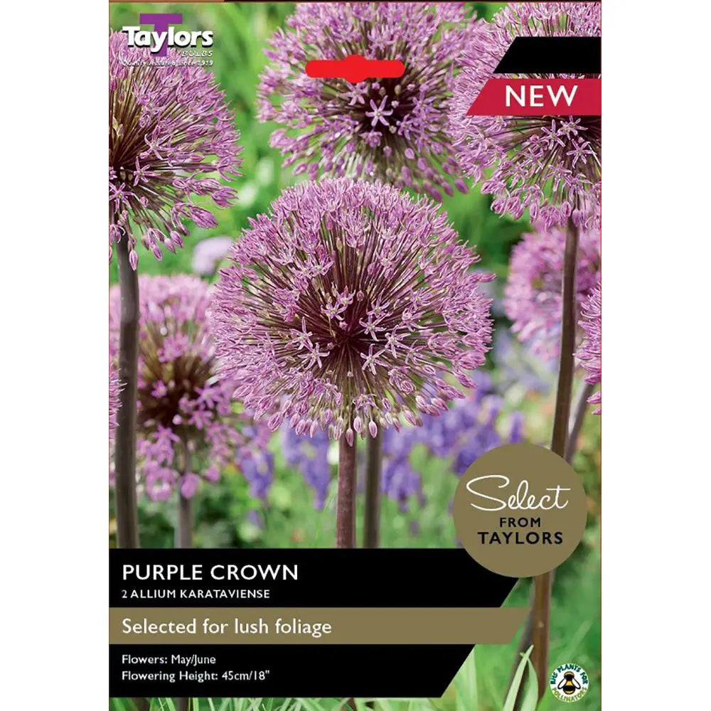 Allium Karatav. Purple Crown