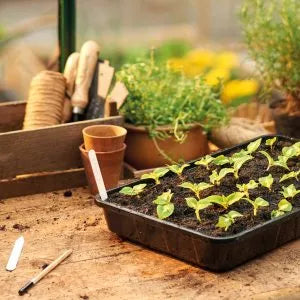 Plantpak Seed And Gravel Tray - Tools & Equipment - Windyridge Garden Centre