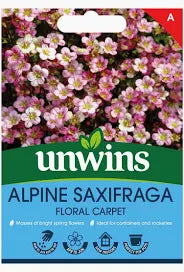 Alpine Saxifraga Floral CarpetFlower
