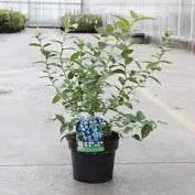Highbush blueberry Vaccinium corymbosum mix (4Ltr Pot)
