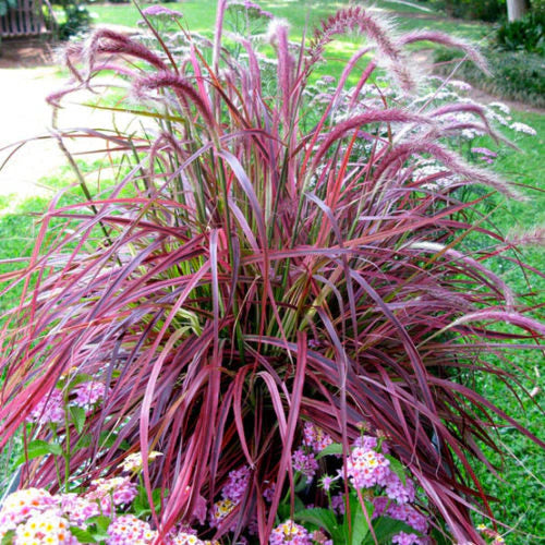 Pennisetum Setacum Fireworks - Herbaceous - Windyridge Garden Centre