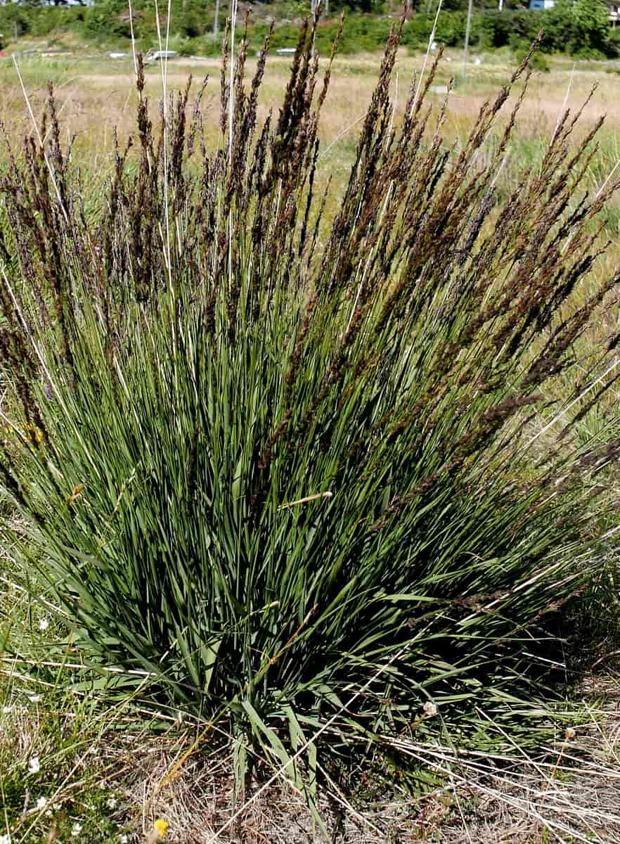 Molinia Caerulea Torch - Herbaceous - Windyridge Garden Centre