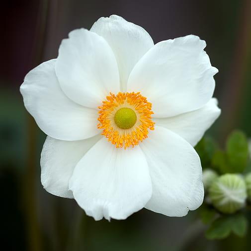 ANEMONE Snow Angel