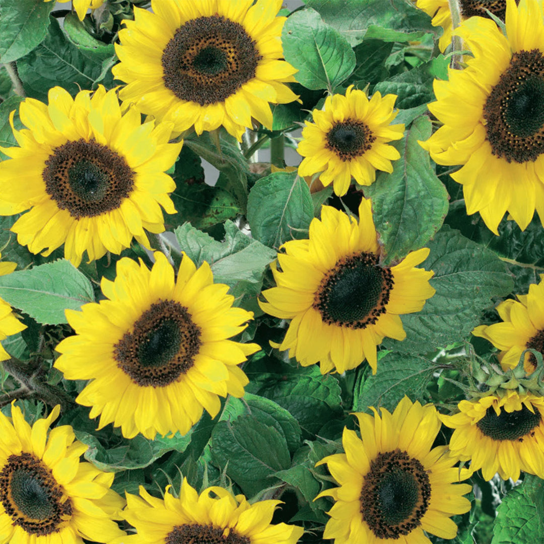 Sunflower Junior F1 - Seed Packets - Windyridge Garden Centre