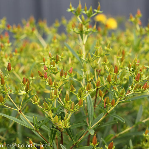 Hypericum-Sunny-Boulevard-Flower-2