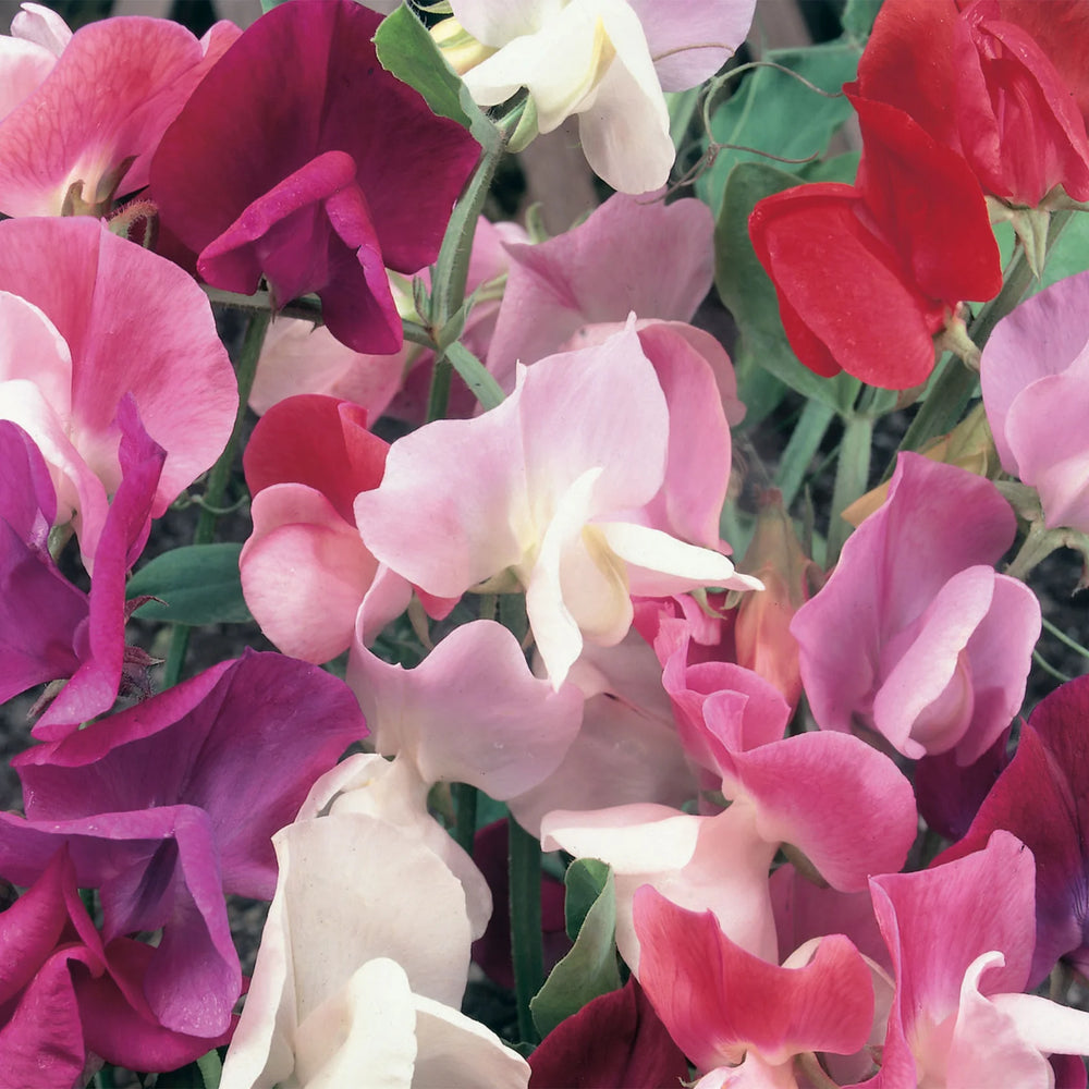 Sweet Pea Continental Mix - Seed Packets - Windyridge Garden Centre