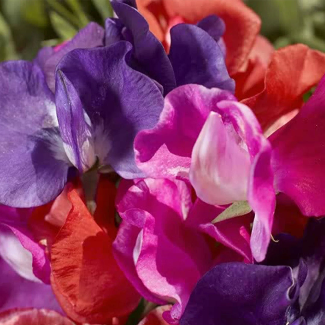 Sweet Pea Cupid Mix - Seed Packets - Windyridge Garden Centre